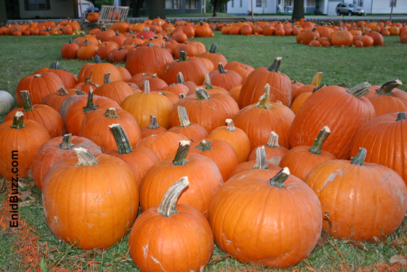 Enid Pumpkin Patch Community Pumpkin Patch