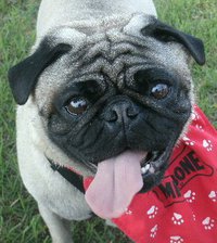 Puggerfest