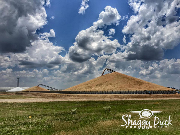wheat-harvest-piles