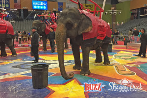 Circus In Enid, OK