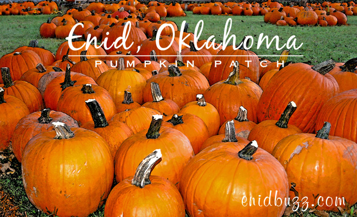 Enid Pumpkin Patch