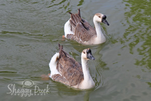 Geese In Enid