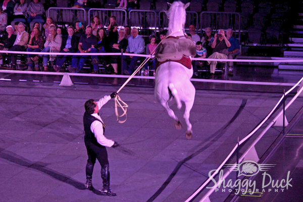 horse-jumping