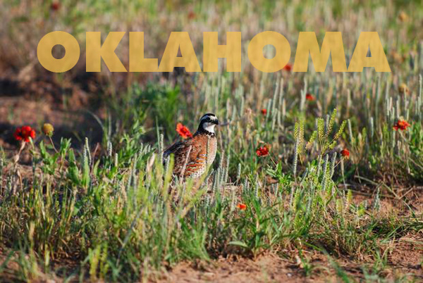 Oklahoma Wildlife