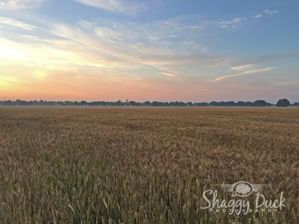 enid-sunrise-wheat