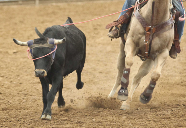 Steer Team Roping Enid