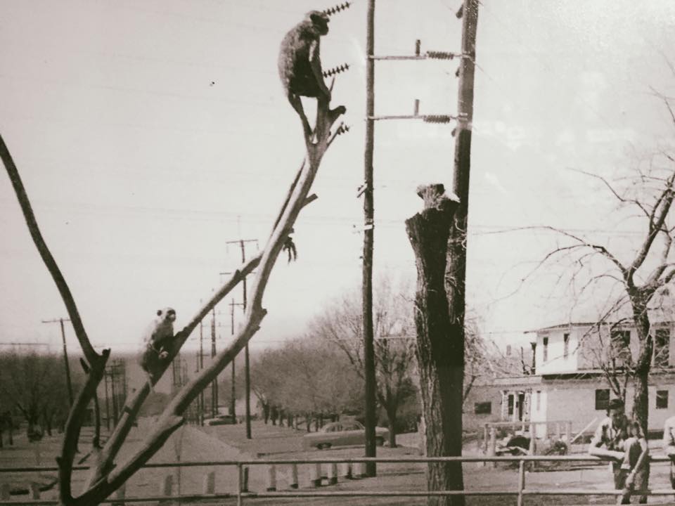 Enid Zoo Monkey Pit