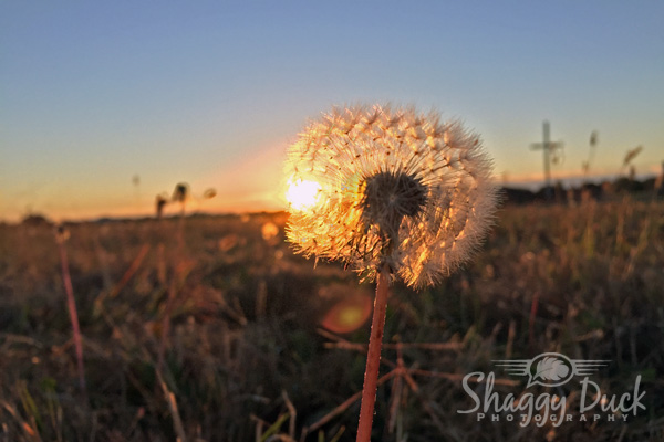 sunrise-dandilion-cross