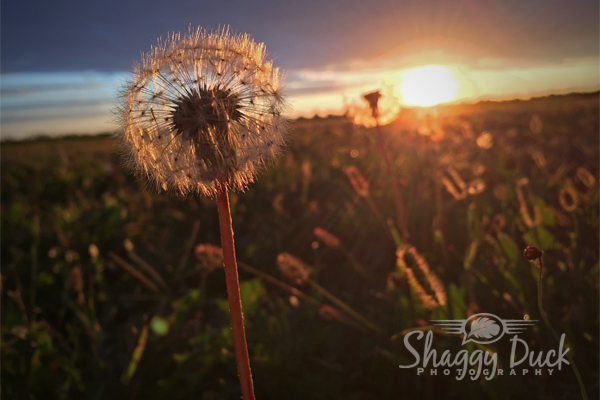 sunrise-dandilion