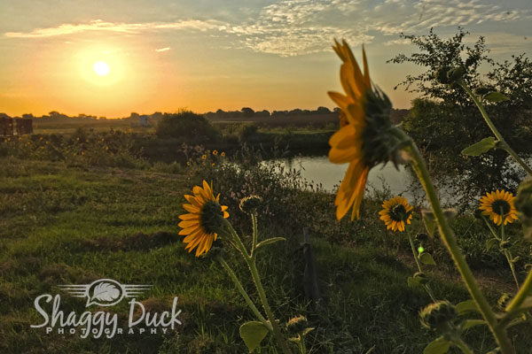 sunrise-sunflower-2
