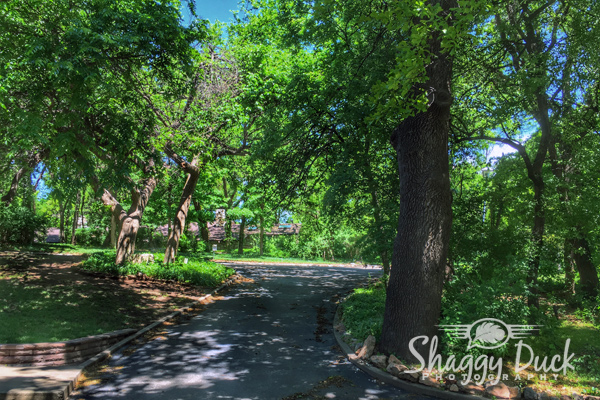 Woodland Trees in Enid