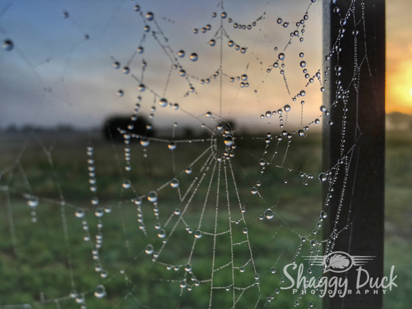 spider-web-sunrise