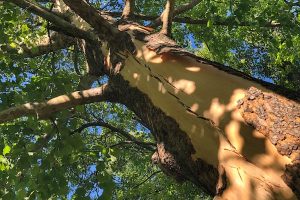 Lightning Strike Enid