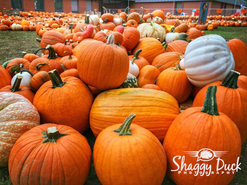 Pumpkin Patch