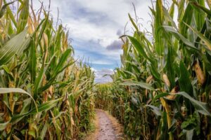 Corn Maze